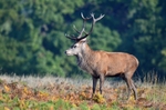 Red Deer