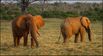 Elephants in evening glow