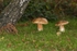 Ceps