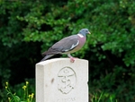 Woodpigeon
