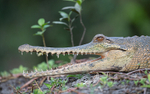 Faux gavial