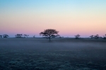 Nantucket Savannah 3 12 x 18