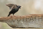 Starling with raised wings, Otterbourne, Hampshire