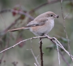 Isabelline Daurian Shrike