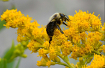 Bumble Bee on Tansy