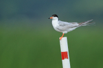 Forster's Tern perched on post, Minnesota