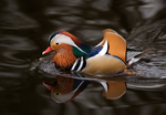 Mandarin Duck