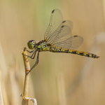 4 - Female Common Darter 4