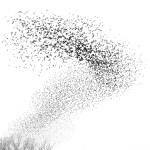 Blackbird Murmuration #2--Long Point