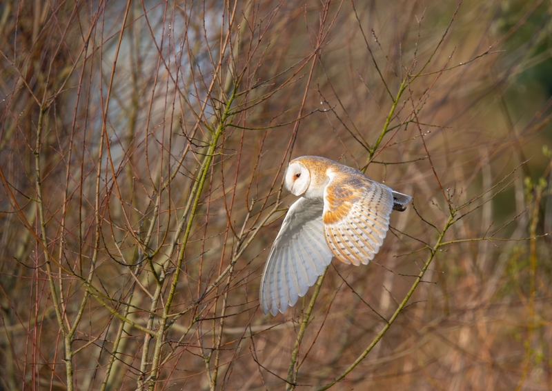 Barn Owl - Lunt Meadows nature reserve - Thornton - Liverpool