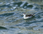 Red-necked Phalarope (juvenile), Farmoor