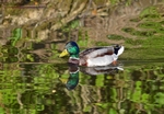 Mallard