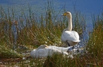 Whooper Swans