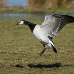 Barnacle Goose