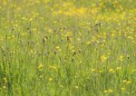 23rd May Buttercups  Red Clover