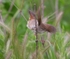 Cetti'sWarbler