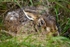Brown Hare (01)