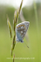 Common Blue Butterfly  Ref 5190