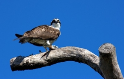 Osprey 0023 copy