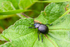 Bloody-nosed Beetle - Timarcha tenebricosa-5414
