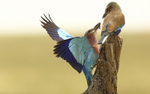 Lilac breasted Roller feeding her chick