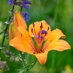 Alpine meadow with Orange lilies (Lilium bulbiferum)  and  blue/purple meadow clary (Salvia pratense)
