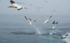 Gannet Diving 4