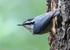 Red-breasted Nuthatch