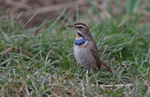 Bluethroat