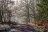 Frosty Forest Walk