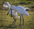 Adult spoonbill feeding young