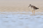Greater Yellowlegs low angle shot, Fort De Soto, Florida