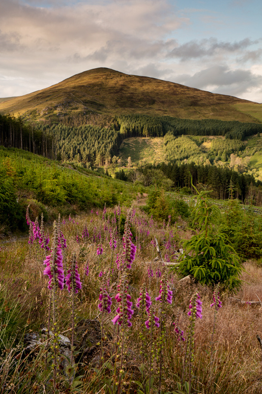 Foxgloves and Carraghan