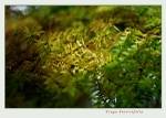 Tsuga diversifolia