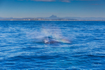 _16A0696. Humpback mugging with Mt. Warning 2
