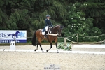 117-J-Holly_Horton-WEDTrotUp+DR portfolio