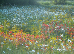 MORNING MEADOW - BRUCE PENINSULA