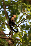 White-faced Capuchin sitting in tree, side view, Costa Rica