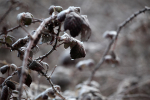 Hedge brambles FL063