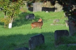 Reeves' Muntjac
