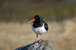 Oystercatcher