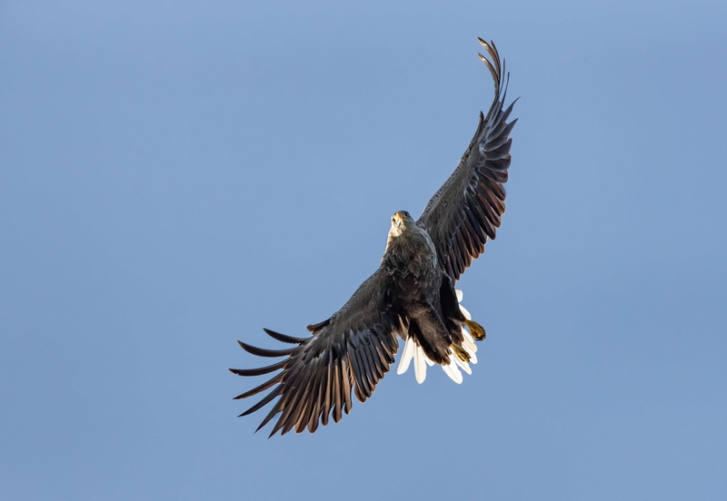 White Tailed Eagle - Isle of Mull - Scotland