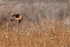 Northern Harrier in low flight, Bosque del Apache, New Mexico