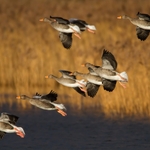 Swans and Geese portfolio