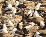 Brown Skua trying to steal Rockhopper Penguin egg, Steeple Jason