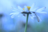 Spider underneath a Moon Daisy Flowerhead.