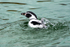 Humboldt Penguin - DSC_9371