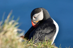 Puffin