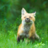 Red Fox Kit #3