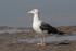 Lesser-black Backed Gull